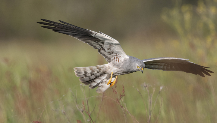 Dortoirs de busards et rassemblements d’outardes